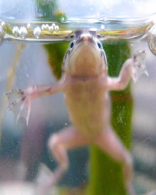 Frog in hot water