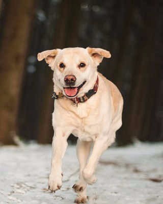 The affectionate dog runs office to home