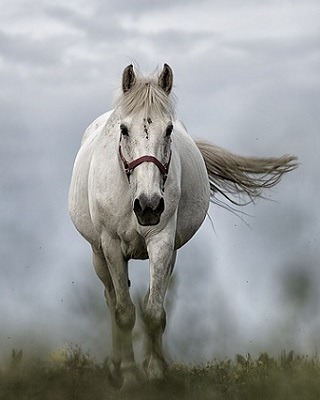 Can a horse learn cognitive skills?